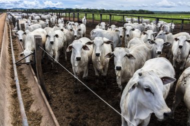 Nelore sığır sürüsü Brezilya çiftlik ağılında. Nelore cinsi tropikal iklimlere ve et üretimine uyumluluğuyla tanınır..
