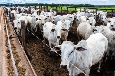 Nelore sığır sürüsü Brezilya çiftlik ağılında. Nelore cinsi tropikal iklimlere ve et üretimine uyumluluğuyla tanınır..