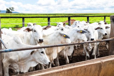 Nelore sığır sürüsü Brezilya çiftlik ağılında. Nelore cinsi tropikal iklimlere ve et üretimine uyumluluğuyla tanınır..