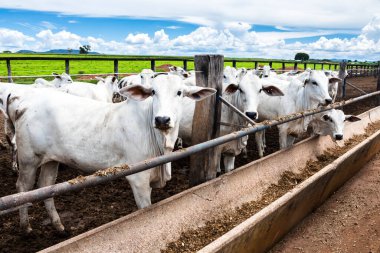 Nelore sığır sürüsü Brezilya çiftlik ağılında. Nelore cinsi tropikal iklimlere ve et üretimine uyumluluğuyla tanınır..