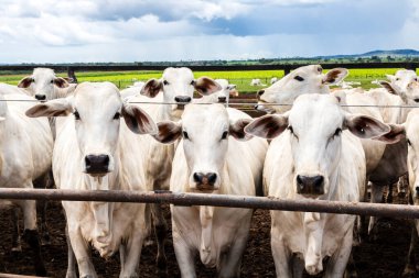 Nelore sığır sürüsü Brezilya çiftlik ağılında. Nelore cinsi tropikal iklimlere ve et üretimine uyumluluğuyla tanınır..