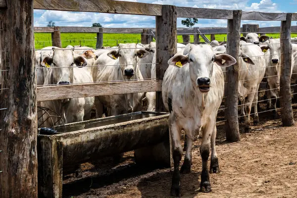 Nelore sığır sürüsü Brezilya çiftlik ağılında. Nelore cinsi tropikal iklimlere ve et üretimine uyumluluğuyla tanınır..
