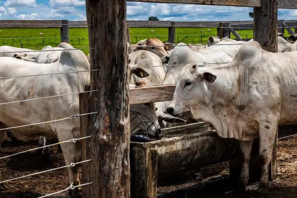 Nelore sığır sürüsü Brezilya çiftlik ağılında. Nelore cinsi tropikal iklimlere ve et üretimine uyumluluğuyla tanınır..