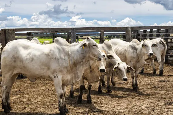 Nelore sığır sürüsü Brezilya çiftlik ağılında. Nelore cinsi tropikal iklimlere ve et üretimine uyumluluğuyla tanınır..