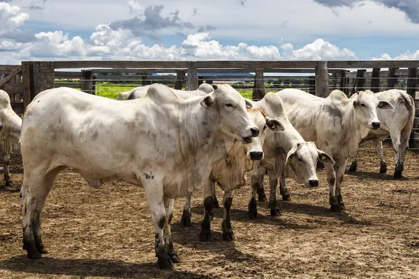 Nelore sığır sürüsü Brezilya çiftlik ağılında. Nelore cinsi tropikal iklimlere ve et üretimine uyumluluğuyla tanınır..