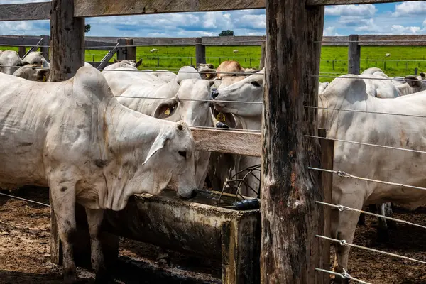 Nelore sığır sürüsü Brezilya çiftlik ağılında. Nelore cinsi tropikal iklimlere ve et üretimine uyumluluğuyla tanınır..
