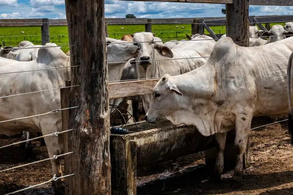 Nelore sığır sürüsü Brezilya çiftlik ağılında. Nelore cinsi tropikal iklimlere ve et üretimine uyumluluğuyla tanınır..