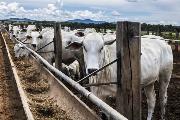 Nelore sığır sürüsü Brezilya çiftlik ağılında. Nelore cinsi tropikal iklimlere ve et üretimine uyumluluğuyla tanınır..