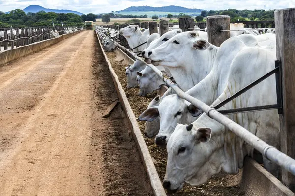 Nelore sığır sürüsü Brezilya çiftlik ağılında. Nelore cinsi tropikal iklimlere ve et üretimine uyumluluğuyla tanınır..