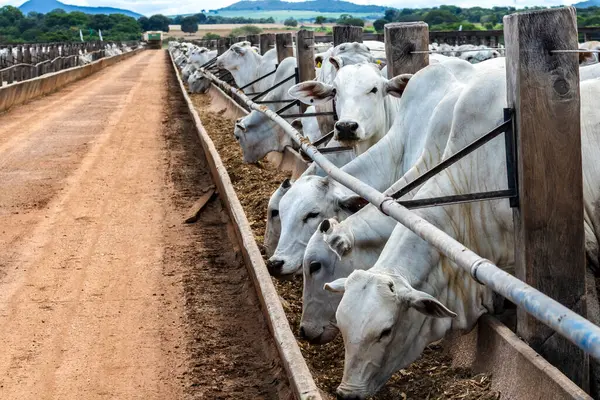 Nelore sığır sürüsü Brezilya çiftlik ağılında. Nelore cinsi tropikal iklimlere ve et üretimine uyumluluğuyla tanınır..