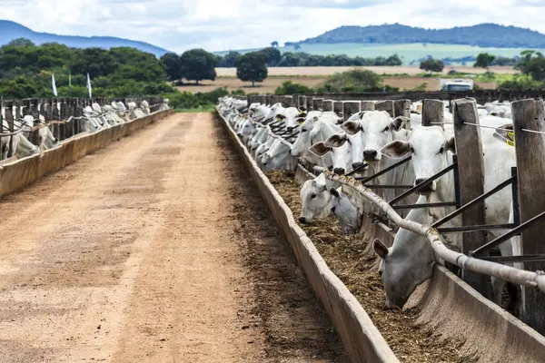 Nelore sığır sürüsü Brezilya çiftlik ağılında. Nelore cinsi tropikal iklimlere ve et üretimine uyumluluğuyla tanınır..