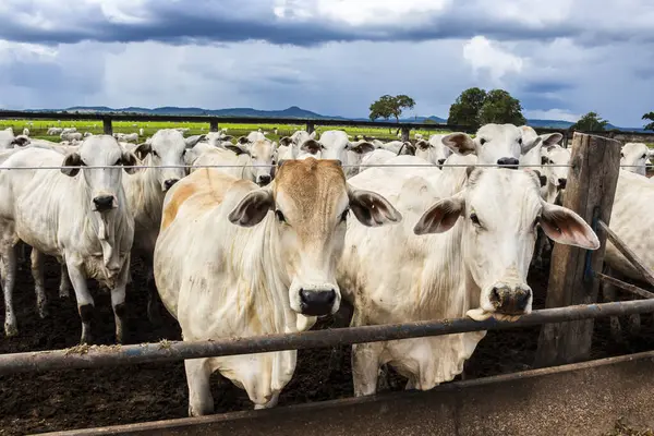 Nelore sığır sürüsü Brezilya çiftlik ağılında. Nelore cinsi tropikal iklimlere ve et üretimine uyumluluğuyla tanınır..
