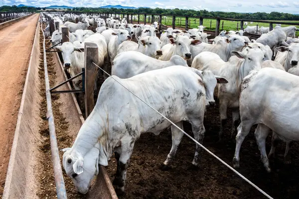 Nelore sığır sürüsü Brezilya çiftlik ağılında. Nelore cinsi tropikal iklimlere ve et üretimine uyumluluğuyla tanınır..
