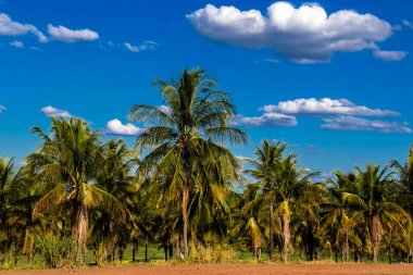 Brezilya 'da bulutlu mavi gökyüzünün altında hindistan cevizi tarlası olan kırsal bir bölge.