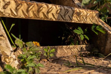 Paslı metal merdivenler bitki örtüsüyle kaplanmış, çürümeyi ve insan yapımı yapılar arasındaki etkileşimi gösteriyor..