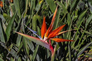 Cennet Kuşu Strelitzia Reginae 'nin canlı yakın çekimi. Güney Afrika 'da yetişen bu tropikal bitki Brezilya' da neşe ve özgürlüğü simgeliyor.