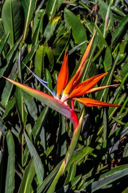 Cennet Kuşu Strelitzia Reginae 'nin canlı yakın çekimi. Güney Afrika 'da yetişen bu tropikal bitki Brezilya' da neşe ve özgürlüğü simgeliyor.