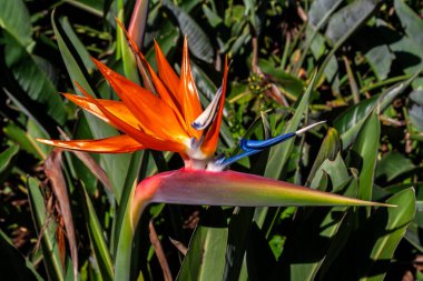 Cennet Kuşu Strelitzia Reginae 'nin canlı yakın çekimi. Güney Afrika 'da yetişen bu tropikal bitki Brezilya' da neşe ve özgürlüğü simgeliyor.