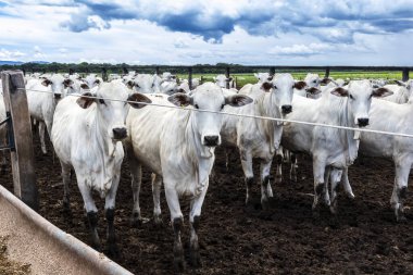 Nelore sığır sürüsü Brezilya çiftlik ağılında. Nelore cinsi tropikal iklimlere ve et üretimine uyumluluğuyla tanınır..
