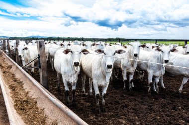 Nelore sığır sürüsü Brezilya çiftlik ağılında. Nelore cinsi tropikal iklimlere ve et üretimine uyumluluğuyla tanınır..