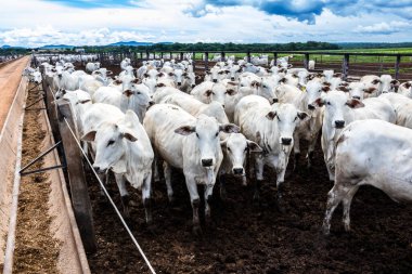 Nelore sığır sürüsü Brezilya çiftlik ağılında. Nelore cinsi tropikal iklimlere ve et üretimine uyumluluğuyla tanınır..