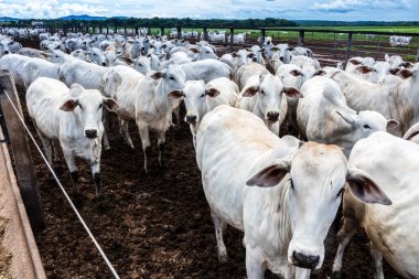 Nelore sığır sürüsü Brezilya çiftlik ağılında. Nelore cinsi tropikal iklimlere ve et üretimine uyumluluğuyla tanınır..
