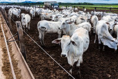Nelore sığır sürüsü Brezilya çiftlik ağılında. Nelore cinsi tropikal iklimlere ve et üretimine uyumluluğuyla tanınır..