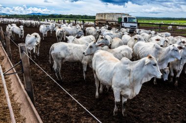 Nelore sığır sürüsü Brezilya çiftlik ağılında. Nelore cinsi tropikal iklimlere ve et üretimine uyumluluğuyla tanınır..