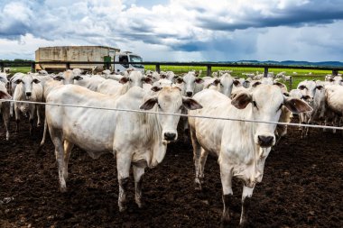 Nelore sığır sürüsü Brezilya çiftlik ağılında. Nelore cinsi tropikal iklimlere ve et üretimine uyumluluğuyla tanınır..