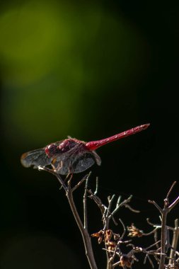 Canlı kırmızı bir yusufçuk (Sympetrum sanguineum) yemyeşil bir arka planda kuru bir dala tünemiştir. Brezilya vahşi hayatının ve böcek çevresi etkileşiminin güzelliğini yakalar.