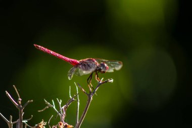 Canlı kırmızı bir yusufçuk (Sympetrum sanguineum) yemyeşil bir arka planda kuru bir dala tünemiştir. Brezilya vahşi hayatının ve böcek çevresi etkileşiminin güzelliğini yakalar.
