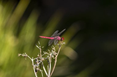Canlı kırmızı bir yusufçuk (Sympetrum sanguineum) yemyeşil bir arka planda kuru bir dala tünemiştir. Brezilya vahşi hayatının ve böcek çevresi etkileşiminin güzelliğini yakalar.