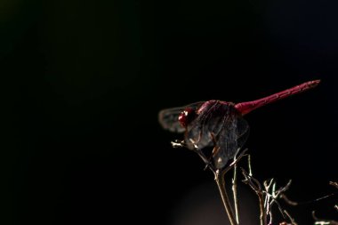 Canlı kırmızı bir yusufçuk (Sympetrum sanguineum) yemyeşil bir arka planda kuru bir dala tünemiştir. Brezilya vahşi hayatının ve böcek çevresi etkileşiminin güzelliğini yakalar.
