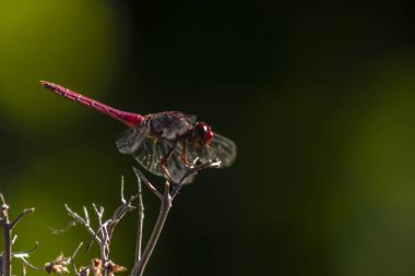 Canlı kırmızı bir yusufçuk (Sympetrum sanguineum) yemyeşil bir arka planda kuru bir dala tünemiştir. Brezilya vahşi hayatının ve böcek çevresi etkileşiminin güzelliğini yakalar.