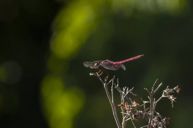 Canlı kırmızı bir yusufçuk (Sympetrum sanguineum) yemyeşil bir arka planda kuru bir dala tünemiştir. Brezilya vahşi hayatının ve böcek çevresi etkileşiminin güzelliğini yakalar.