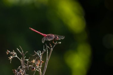 Canlı kırmızı bir yusufçuk (Sympetrum sanguineum) yemyeşil bir arka planda kuru bir dala tünemiştir. Brezilya vahşi hayatının ve böcek çevresi etkileşiminin güzelliğini yakalar.