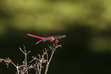 Canlı kırmızı bir yusufçuk (Sympetrum sanguineum) yemyeşil bir arka planda kuru bir dala tünemiştir. Brezilya vahşi hayatının ve böcek çevresi etkileşiminin güzelliğini yakalar.