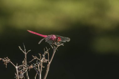 Canlı kırmızı bir yusufçuk (Sympetrum sanguineum) yemyeşil bir arka planda kuru bir dala tünemiştir. Brezilya vahşi hayatının ve böcek çevresi etkileşiminin güzelliğini yakalar.