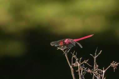 Canlı kırmızı bir yusufçuk (Sympetrum sanguineum) yemyeşil bir arka planda kuru bir dala tünemiştir. Brezilya vahşi hayatının ve böcek çevresi etkileşiminin güzelliğini yakalar.