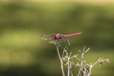 Canlı kırmızı bir yusufçuk (Sympetrum sanguineum) yemyeşil bir arka planda kuru bir dala tünemiştir. Brezilya vahşi hayatının ve böcek çevresi etkileşiminin güzelliğini yakalar.