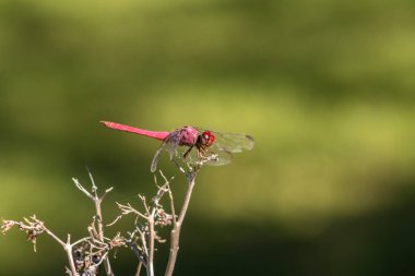 Canlı kırmızı bir yusufçuk (Sympetrum sanguineum) yemyeşil bir arka planda kuru bir dala tünemiştir. Brezilya vahşi hayatının ve böcek çevresi etkileşiminin güzelliğini yakalar.