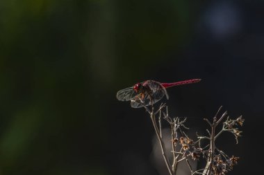 Canlı kırmızı bir yusufçuk (Sympetrum sanguineum) yemyeşil bir arka planda kuru bir dala tünemiştir. Brezilya vahşi hayatının ve böcek çevresi etkileşiminin güzelliğini yakalar.