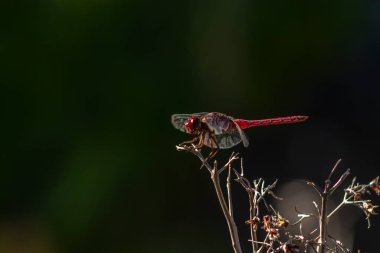Canlı kırmızı bir yusufçuk (Sympetrum sanguineum) yemyeşil bir arka planda kuru bir dala tünemiştir. Brezilya vahşi hayatının ve böcek çevresi etkileşiminin güzelliğini yakalar.