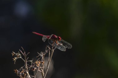 Canlı kırmızı bir yusufçuk (Sympetrum sanguineum) yemyeşil bir arka planda kuru bir dala tünemiştir. Brezilya vahşi hayatının ve böcek çevresi etkileşiminin güzelliğini yakalar.