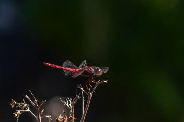 Canlı kırmızı bir yusufçuk (Sympetrum sanguineum) yemyeşil bir arka planda kuru bir dala tünemiştir. Brezilya vahşi hayatının ve böcek çevresi etkileşiminin güzelliğini yakalar.