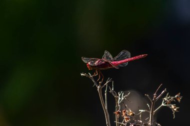 Canlı kırmızı bir yusufçuk (Sympetrum sanguineum) yemyeşil bir arka planda kuru bir dala tünemiştir. Brezilya vahşi hayatının ve böcek çevresi etkileşiminin güzelliğini yakalar.