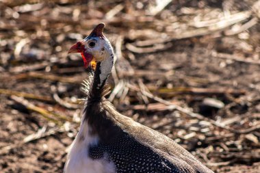 Miğferli bir guinafowl (Numida meleagris) Brezilya çiftliğindeki kendine özgü benekli tüylerini sergileyerek dimdik ayakta durur. Çiftliklerde yaygındır, bu kuşlar haşere kontrolünde bir rol oynar. Bedava kafes tavuk