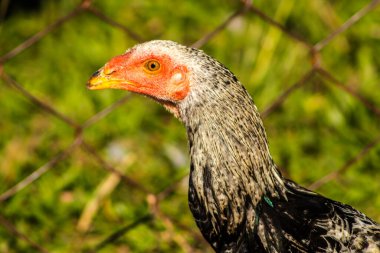 Kırmızı tarağı ve altın gagasını gösteren benekli gri ve beyaz tavuğun detaylı görüntüsü. Çiftlik hayvanları, biyoloji ve ekoloji üzerine yayınlar yapmak için ideal. Brezilya 'da kafessiz tavuklar