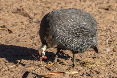 Miğferli bir guinafowl (Numida meleagris) Brezilya çiftliğindeki kendine özgü benekli tüylerini sergileyerek dimdik ayakta durur. Çiftliklerde yaygındır, bu kuşlar haşere kontrolünde bir rol oynar. Bedava kafes tavuk