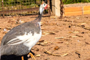 Miğferli bir guinafowl (Numida meleagris) Brezilya çiftliğindeki kendine özgü benekli tüylerini sergileyerek dimdik ayakta durur. Çiftliklerde yaygındır, bu kuşlar haşere kontrolünde bir rol oynar. Bedava kafes tavuk